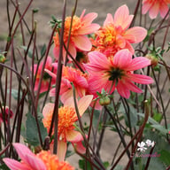 Lava Glow Dahlia Tuber