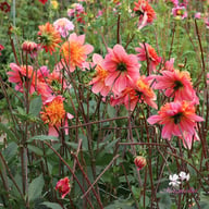Lava Glow Dahlia Tuber