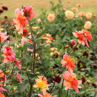 Lava Glow Dahlia Tuber