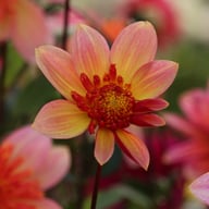 Lava Glow Dahlia Tuber