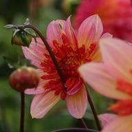 Lava Glow Dahlia Tuber