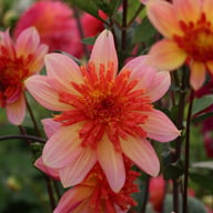 Lava Glow Dahlia Tuber
