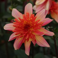 Lava Glow Dahlia Tuber