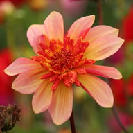 Lava Glow Dahlia Tuber