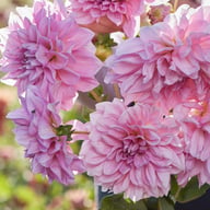 Lavender Perfection Dahlia Tuber