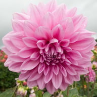 Lavender Perfection Dahlia Tuber