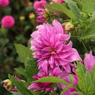 Lavender Ruffles Dahlia Tuber