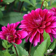 Le Baron Dahlia Knöl