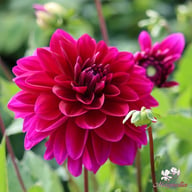 Le Baron Dahlia Knöl