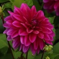Le Baron Dahlia Tuber