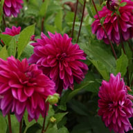 Le Baron Dahlia Tuber