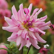 Leila Savanna Rose Dahlia Tuber