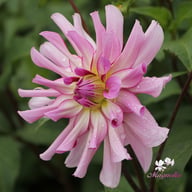 Leila Savanna Rose Dahlia Tuber
