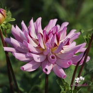Leila Savanna Rose Dahlia Tuber