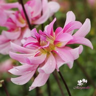 Leila Savanna Rose Dahlia Tuber