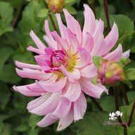 Leila Savanna Rose Dahlia Tuber