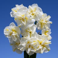 Lemon Beauty Narcissus Bulbs