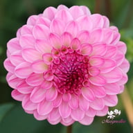 Lenny's Dream Dahlia Tuber