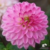 Lenny's Dream Dahlia Tuber