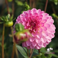 Lenny's Dream Dahlia Tuber