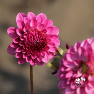 Lenny's Dream Dahlia Tuber