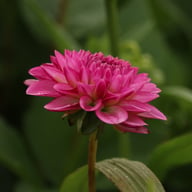 Lenny's Dream Dahlia Knöl