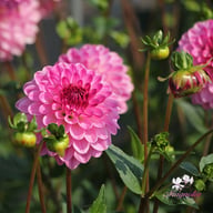 Lenny's Dream Dahlia Tuber