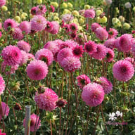 Lenny's Dream Dahlia Tuber