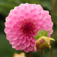 Lenny's Dream Dahlia Knöl
