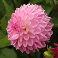 Lenny's Dream Dahlia Knöl