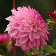 Lenny's Dream Dahlia Knöl