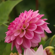 Lenny's Dream Dahlia Knöl