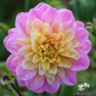Life Style Dahlia Knöl