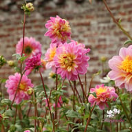 Life Style Dahlia Knöl