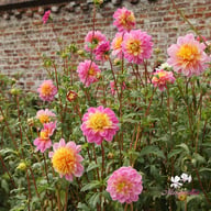 Life Style Dahlia Knöl