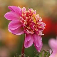 Life Style Dahlia Knöl