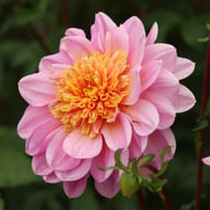 Life Style Dahlia Knöl