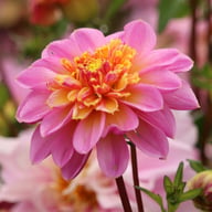 Life Style Dahlia Knöl