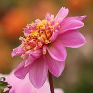 Life Style Dahlia Knöl