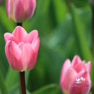 Light and Dreamy Tulip Bulbs