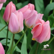 Light and Dreamy Tulip Bulbs