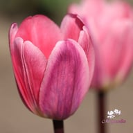 Light and Dreamy Tulip Bulbs