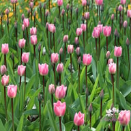 Light and Dreamy Tulip Bulbs