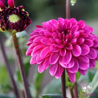 Lilac Bull Dahlia Knöl