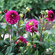 Lilac Bull Dahlia Knöl