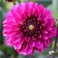 Lilac Bull Dahlia Knöl