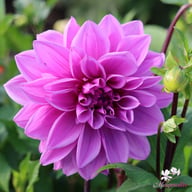 Lilac Time Dahlia Knöl