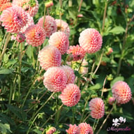 Linda's Baby Dahlia Knöl