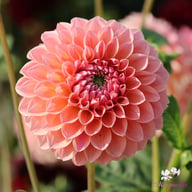 Linda's Baby Dahlia Knöl