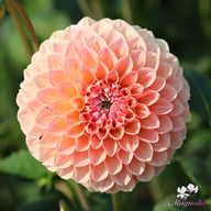 Linda's Baby Dahlia Knöl
